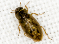 Helophorus brevipalpis